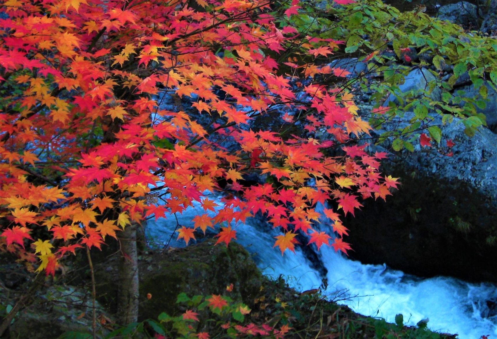 秋の見どころ 日本三大紅葉のひとつ 秘境 秋山郷 をめぐる2泊3日コース 公式 春蘭の宿さかえや
